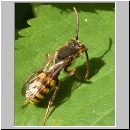 Nomada ruficornis - Wespenbiene 03.jpg